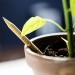 Sprout Farbstifte