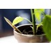 Sprout Farbstifte