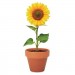 Terracotta-Topf Sonnenblume