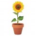 Terracotta-Topf Sonnenblume