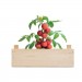 Saat-Set Tomate