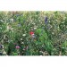 Samen Blumenmischung